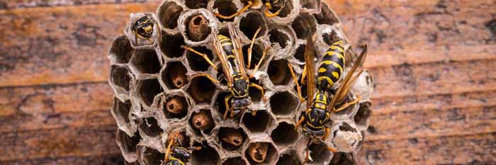 Wasp nest in Huntsville, AL